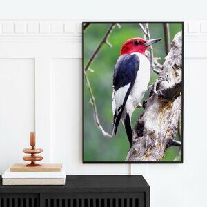16x20‎ Red Headed Woodpecker on a Limb Oil Painting Print